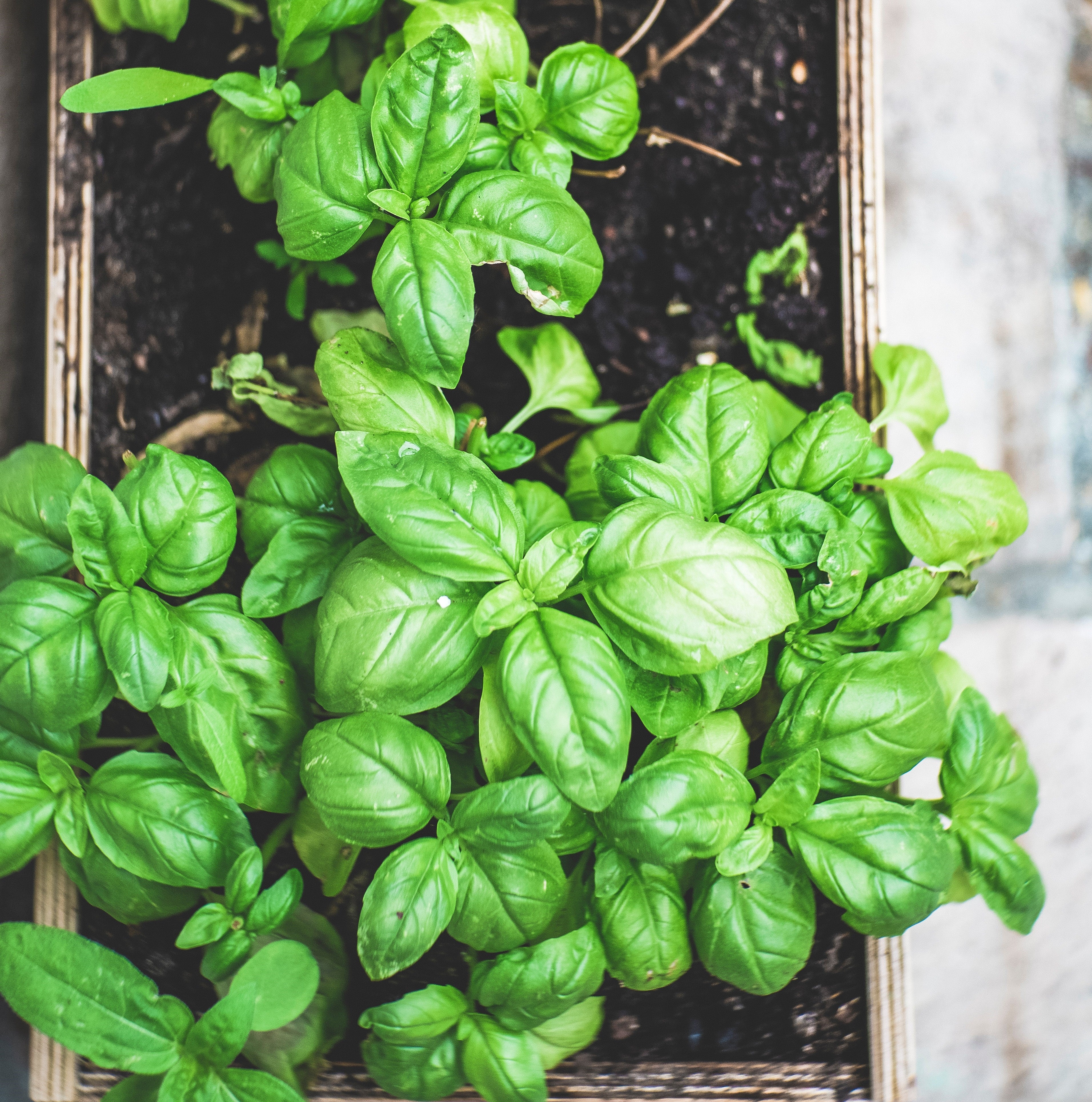 Basil Vanillablossom Flavors